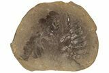 Fossil Fern (Pecopteris) Nodule Pos/Neg - Mazon Creek #184639-2